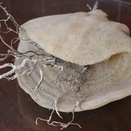 Grace & فندق سيمي